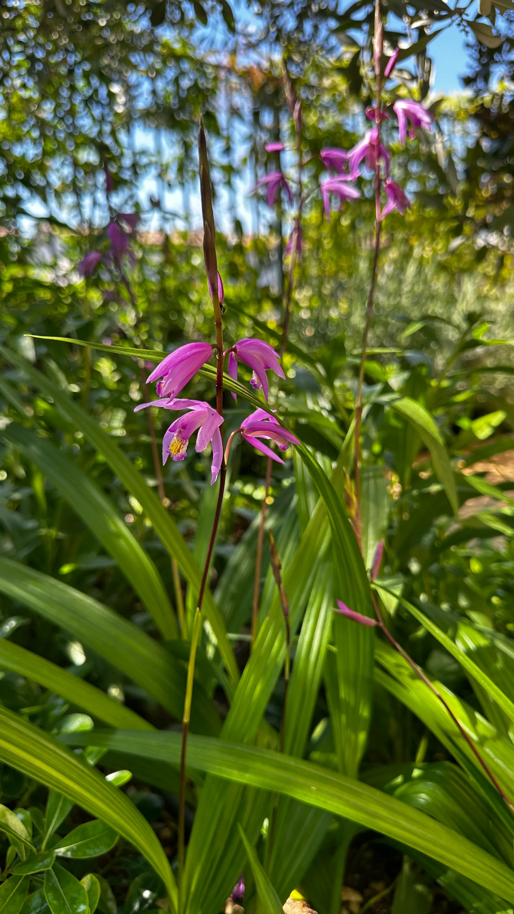 Betilla striata